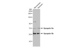 Invitrogen Synapsin II Monoclonal Antibody (GT763) 100 &mu;L; Unconjugated:Antibodies,