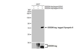 Invitrogen Synapsin II Monoclonal Antibody (GT763) 100 &mu;L; Unconjugated:Antibodies,