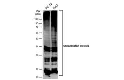 Invitrogen Ubiquitin Monoclonal Antibody (GT7811) 100 &mu;L; Unconjugated:Antibodies,