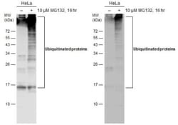 Invitrogen Ubiquitin Monoclonal Antibody (GT7811) 100 &mu;L | Buy Online | Invitrogen&trade; | Fisher Scientific