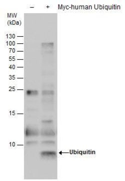 Invitrogen Ubiquitin Monoclonal Antibody (GT7811) 100 &mu;L; Unconjugated:Antibodies,