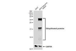 Invitrogen Ubiquitin Monoclonal Antibody (GT7811) 100 &mu;L; Unconjugated:Antibodies,