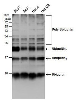 Invitrogen Ubiquitin Monoclonal Antibody (GT7811) 100 &mu;L; Unconjugated:Antibodies,
