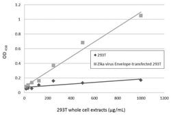 Zika Virus Envelope Protein Monoclonal Antibody (GT363), Invitrogen 100