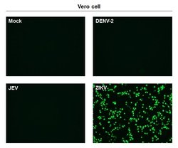 Zika Virus Envelope Protein Monoclonal Antibody (GT363), Invitrogen 100