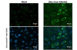 Invitrogen Zika Virus Envelope Protein Monoclonal Antibody (GT363) 100