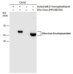 Zika Virus Envelope Protein Monoclonal Antibody (GT363), Invitrogen 100