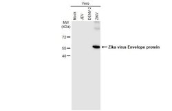 Zika Virus Envelope Protein Monoclonal Antibody (GT363), Invitrogen 100