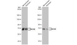 Invitrogen Acetylcholinesterase Recombinant Rabbit Monoclonal Antibody (HL1102) 100 &mu;L | Buy Online | Invitrogen&trade; | Fisher Scientific