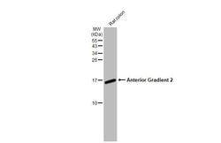 Invitrogen AGR2 Recombinant Rabbit Monoclonal Antibody (HL1024) 100 &mu;L;