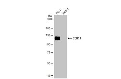 Invitrogen CDH11 Recombinant Rabbit Monoclonal Antibody (HL1044) 100 &mu;L;