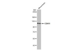 Invitrogen CDH11 Recombinant Rabbit Monoclonal Antibody (HL1044) 100 &mu;L;