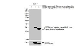 Invitrogen Hepatitis D virus Recombinant Rabbit Monoclonal Antibody (HL1055)