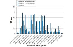 Invitrogen Influenza A NP Recombinant Rabbit Monoclonal Antibody (HL1078)