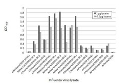 Invitrogen Influenza A NP Recombinant Rabbit Monoclonal Antibody (HL1078)