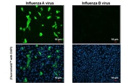Invitrogen Influenza A NP Recombinant Rabbit Monoclonal Antibody (HL1078)