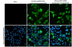 Invitrogen Influenza A NP Recombinant Rabbit Monoclonal Antibody (HL1078)
