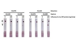 Invitrogen Influenza A NP Recombinant Rabbit Monoclonal Antibody (HL1078)