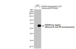 Invitrogen Influenza A NP Recombinant Rabbit Monoclonal Antibody (HL1078)