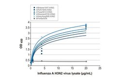 Invitrogen Influenza A NP Recombinant Rabbit Monoclonal Antibody (HL1089)