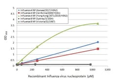 Invitrogen Influenza A NP Recombinant Rabbit Monoclonal Antibody (HL1089)