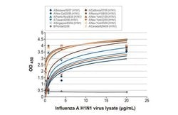 Invitrogen Influenza A NP Recombinant Rabbit Monoclonal Antibody (HL1089)