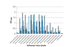 Invitrogen Influenza A NP Recombinant Rabbit Monoclonal Antibody (HL1089) 100 &mu;L | Buy Online | Invitrogen&trade; | Fisher Scientific