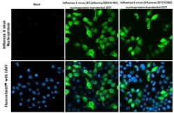 Invitrogen Influenza A NP Recombinant Rabbit Monoclonal Antibody (HL1089)