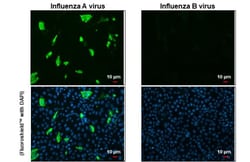 Invitrogen Influenza A NP Recombinant Rabbit Monoclonal Antibody (HL1089) 100 &mu;L | Buy Online | Invitrogen&trade; | Fisher Scientific