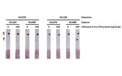 Invitrogen Influenza A NP Recombinant Rabbit Monoclonal Antibody (HL1089)