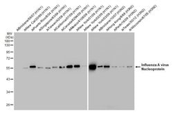 Invitrogen Influenza A NP Recombinant Rabbit Monoclonal Antibody (HL1089)