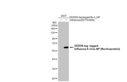 Invitrogen Influenza A NP Recombinant Rabbit Monoclonal Antibody (HL1089)