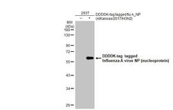 Invitrogen Influenza A NP Recombinant Rabbit Monoclonal Antibody (HL1089)
