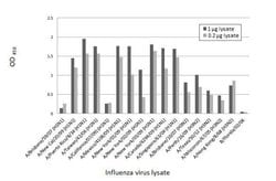 Invitrogen Influenza A NP Recombinant Rabbit Monoclonal Antibody (HL1103)