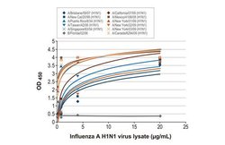 Invitrogen Influenza A NP Recombinant Rabbit Monoclonal Antibody (HL1103)
