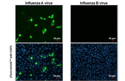 Invitrogen Influenza A NP Recombinant Rabbit Monoclonal Antibody (HL1103)