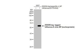 Invitrogen Influenza A NP Recombinant Rabbit Monoclonal Antibody (HL1103)