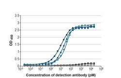 Invitrogen Influenza B NP Recombinant Rabbit Monoclonal Antibody (HL1073)