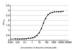 Invitrogen Influenza B NP Recombinant Rabbit Monoclonal Antibody (HL1073)
