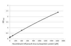 Invitrogen Influenza B NP Recombinant Rabbit Monoclonal Antibody (HL1073)
