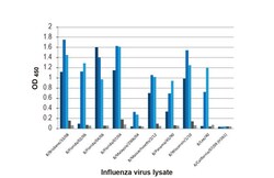 Invitrogen Influenza B NP Recombinant Rabbit Monoclonal Antibody (HL1073)