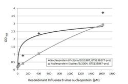 Invitrogen Influenza B NP Recombinant Rabbit Monoclonal Antibody (HL1073)