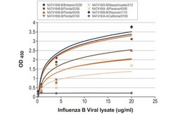 Invitrogen Influenza B NP Recombinant Rabbit Monoclonal Antibody (HL1073)