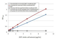 Invitrogen Influenza B NP Recombinant Rabbit Monoclonal Antibody (HL1073)
