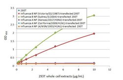 Invitrogen Influenza B NP Recombinant Rabbit Monoclonal Antibody (HL1073)