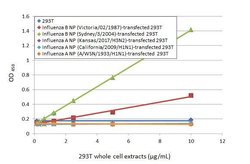 Invitrogen Influenza B NP Recombinant Rabbit Monoclonal Antibody (HL1073)