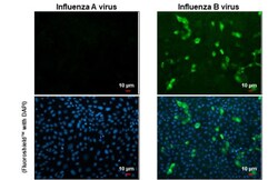 Invitrogen Influenza B NP Recombinant Rabbit Monoclonal Antibody (HL1073)
