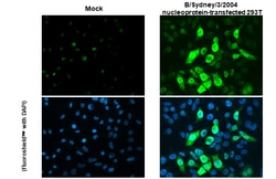 Invitrogen Influenza B NP Recombinant Rabbit Monoclonal Antibody (HL1073)