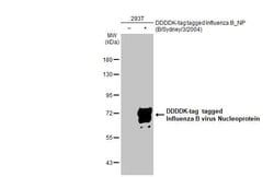Invitrogen Influenza B NP Recombinant Rabbit Monoclonal Antibody (HL1073)