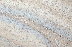 Invitrogen MBP Recombinant Rabbit Monoclonal Antibody (HL1033) 100 &mu;L | Buy Online | Invitrogen&trade; | Fisher Scientific